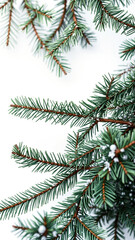 Green Pine Branch Isolated on White