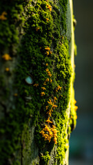 Obraz premium Moss and Yellow Fungus on Tree Trunk