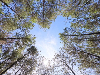 Obraz premium panorama of pine forest in summer