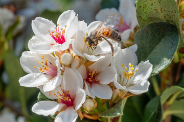 Bee on an Indian Hawthorn Flower