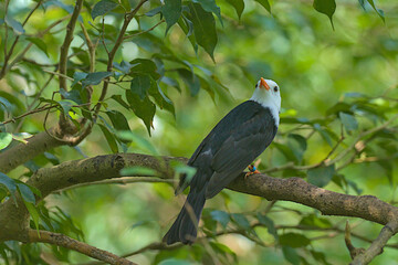 A White-crested Bulbul with its bright black and white plumage sits on a branch against the lush green foliage. The bird's bright orange bill and eye stand out against its white head. Wildlife.