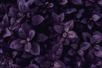 Beautiful purple leaves plant background. Tropical leaves concept