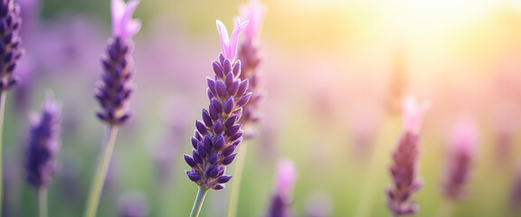 Obraz premium Close-up of Lavender Flower in Bloom, Soft Sunlight