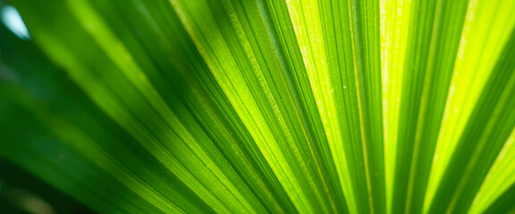 Obraz premium Closeup of Palm Leaf Texture