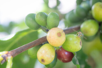Red Coffee berries near ripeness on branch field,Coffee cherries are almost ripe.harvesting Robusta and arabica  coffee berries by agriculturist hands, Harvest arabica coffee berries on its branch