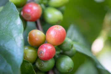 Red Coffee berries near ripeness on branch field,Coffee cherries are almost ripe.harvesting Robusta and arabica  coffee berries by agriculturist hands, Harvest arabica coffee berries on its branch