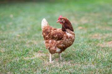 Hens grazing on grass in a free range organic farm