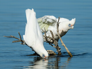 Litle Corellas Drinking