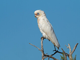 A Little Corella on a Branch