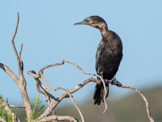 Little Black Cormorant