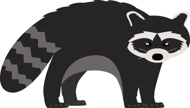 Racoon animal