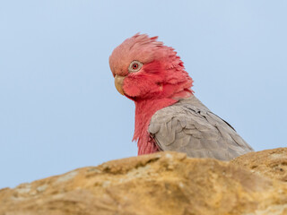 A Galah at The Pinnacles