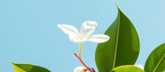 Obraz premium White Flower with Green Leaves Against Blue Sky