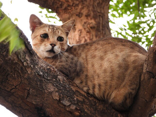 cat on a tree