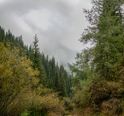 the forest in the mountains