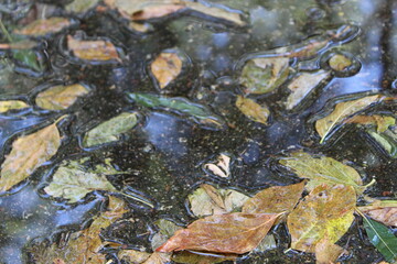 close up of autumn leaves in a puddle after the rain