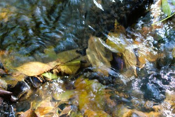 water flowing over rocks and autumn leaves