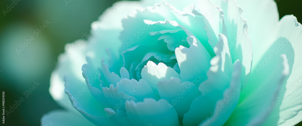 Wall mural Close up of aqua blue flower petals