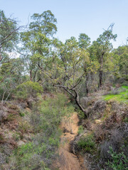 Cockleshell Gully Creek