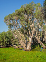 A Paperbark Tree