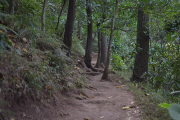 beautiful view of the green forest