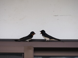 Scenery of Japan - Swallow