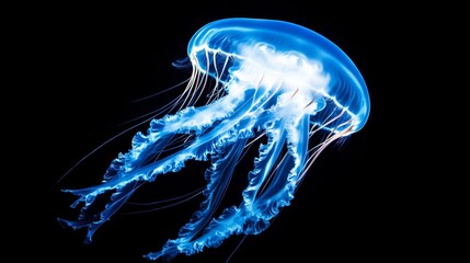 Photograph jellyfish center image its body facing A glowing jelly fish