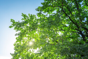 Fototapeta premium A tree with leaves is in the sunlight