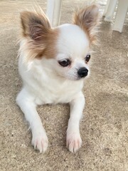 chihuahua puppy on white