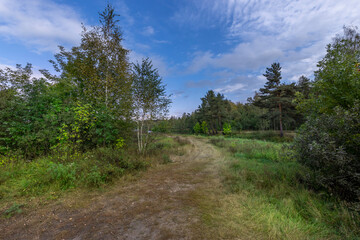 A path through a forest with trees and a blue sky