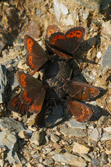 Closeup on a group of Erebia butterflies, feeding on dung in the Austrian alps