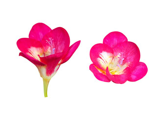 赤いフリージアの花