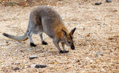 A kangaroo is walking on the ground and looking for food