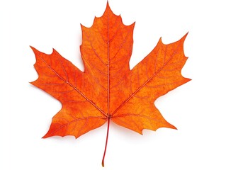 Obraz premium Maple autumn leaves on white isolated background