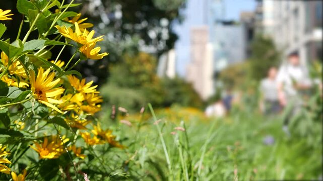 New York City High Line elevated greenway, Manhattan Midtown, USA. People in urban public park. Promenade in garden greenery. American street life, Chelsea highline near Hudson Yards. Autumn flowers.