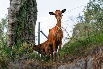 Ziege am Hang vom Coll de Sóller auf Mallorca Spanien