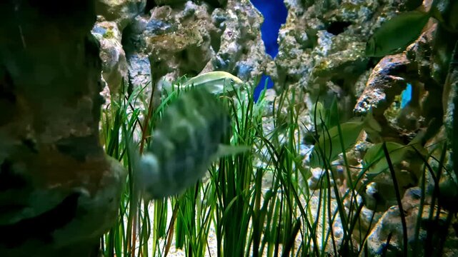 Camouflaged rabbitfish or spinefoot with green blotches hiding in the seagrass