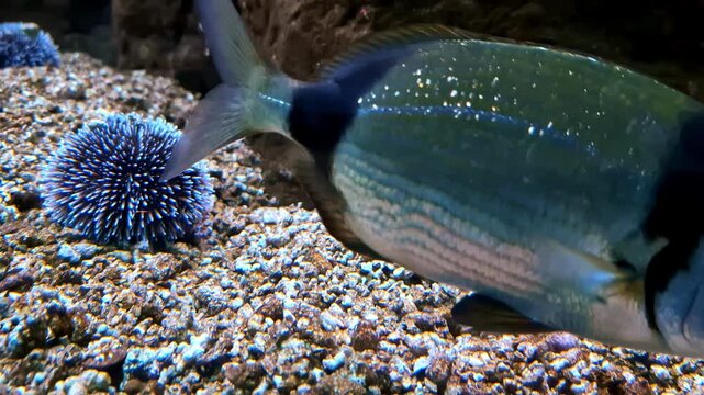 Diplodus vulgaris, the common two-banded sea bream, is a ray-finned fish belonging to the family Sparidae above Strongylocentrotus purpuratus