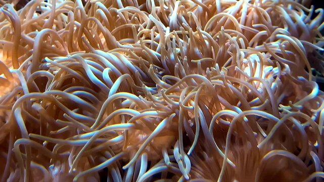 A think cluster of sea anemone tentacles on the coral reef