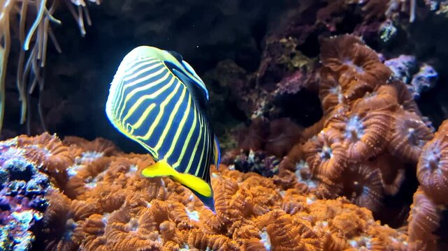 The emperor angelfish or Pomacanthus imperator is a species of colorful, stripped fish that lives close to coral reef habitats