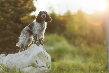 dog english springer spaniel	
