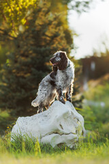 dog english springer spaniel	
