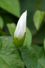 Closeup on an emerging white flower of field bindweed Convolvulus arvensis