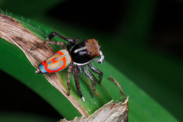 Peacock Spider with Orange and Blue Markings Crawling on a Leaf - Maratus pavonis