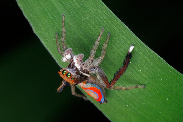 Close-Up of Peacock Spider with Red, Blue, and Orange Markings on Leaf - Maratus pavonis