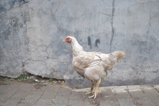 white broiler chicken in the yard