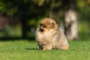 a German Pomeranian puppy in the park