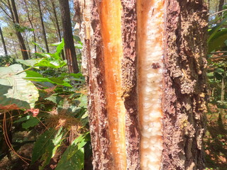 Pine trees take their sap to make rubber