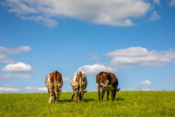Fototapeta premium Troupeau de vaches laitière au milieu des champs et de l'herbe verte au printemps.