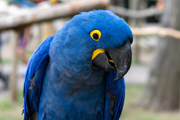 Purple macaw closeup portrat with blurred background